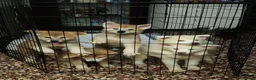 Akita Inu cani in vendita: Cuccioli Akita inu - Annuncio 3