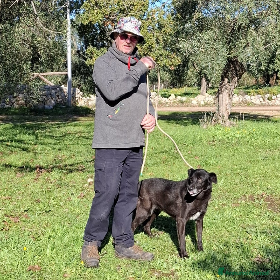 Meticcio cani in regalo: Crik&Crok Cerca Famiglia. Info Monica 3890238584 - Annuncio 19