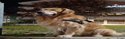 Golden Retriever cani per accoppiamento: Golden retriever per accoppiamento  - Annuncio 9