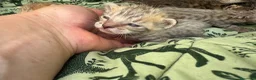 Meticcio gatti in vendita: Gattini Millefiori mix Bengal  - Annuncio 7
