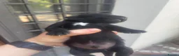 Labrador cani in vendita: Cuccioli di Labrador miele e neri a Spoleto (PG) - Annuncio 3
