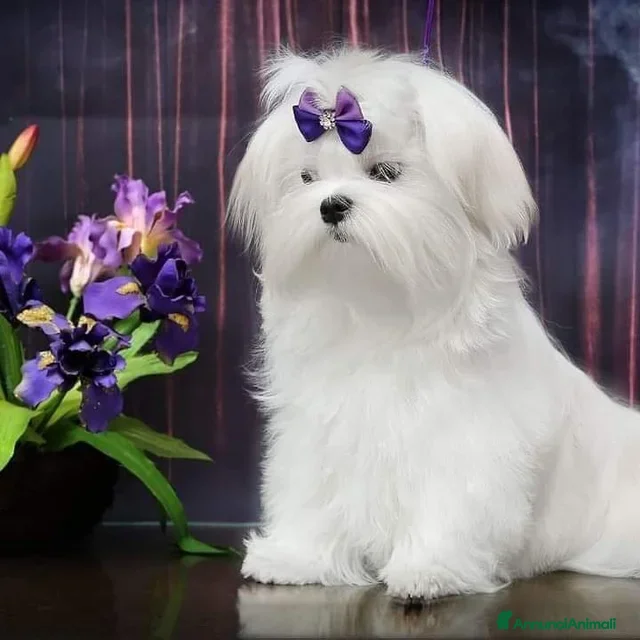 Maltese cani cuccioli maltesi linea coreana - Annuncio 1