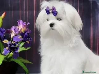 Maltese cani cuccioli maltesi linea coreana - Annuncio 8