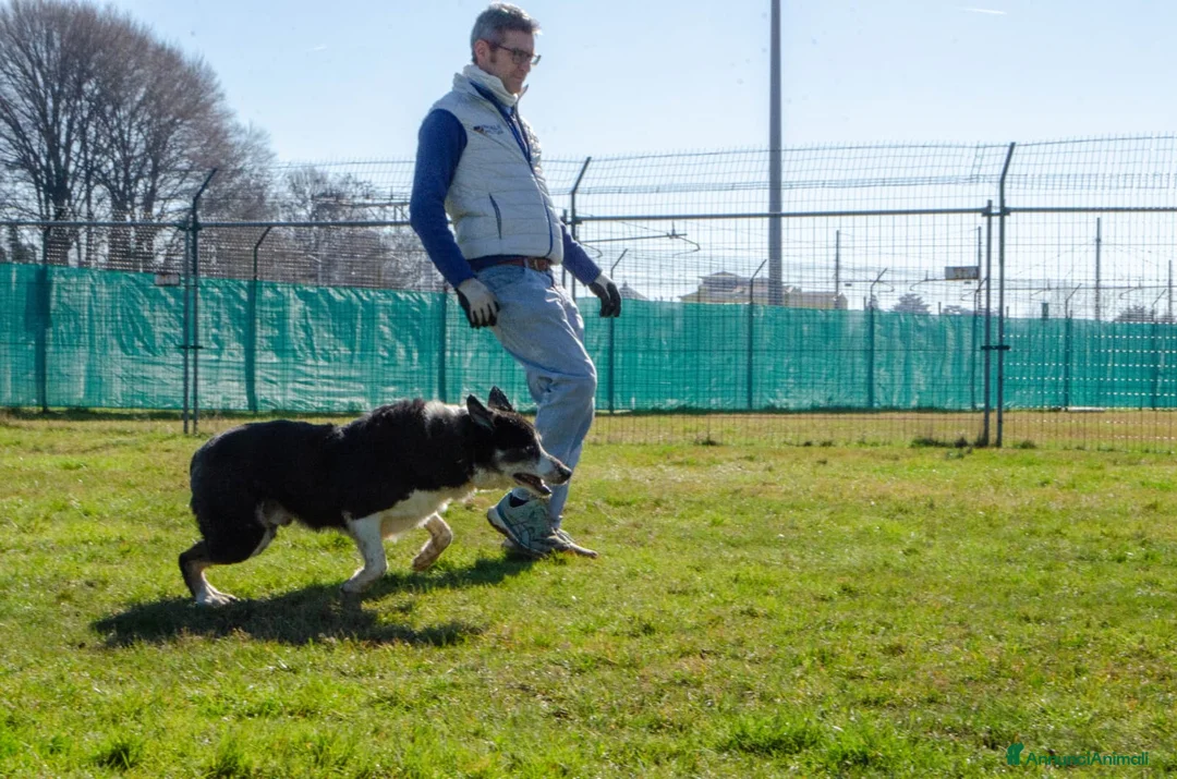 Altre razze cani in regalo: rocky - Annuncio 5