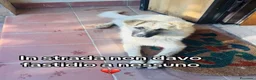 Meticcio cani in regalo: Sissi bellissima pastorina a pelo lungo a Città metropolitana di Milano - Annuncio 2