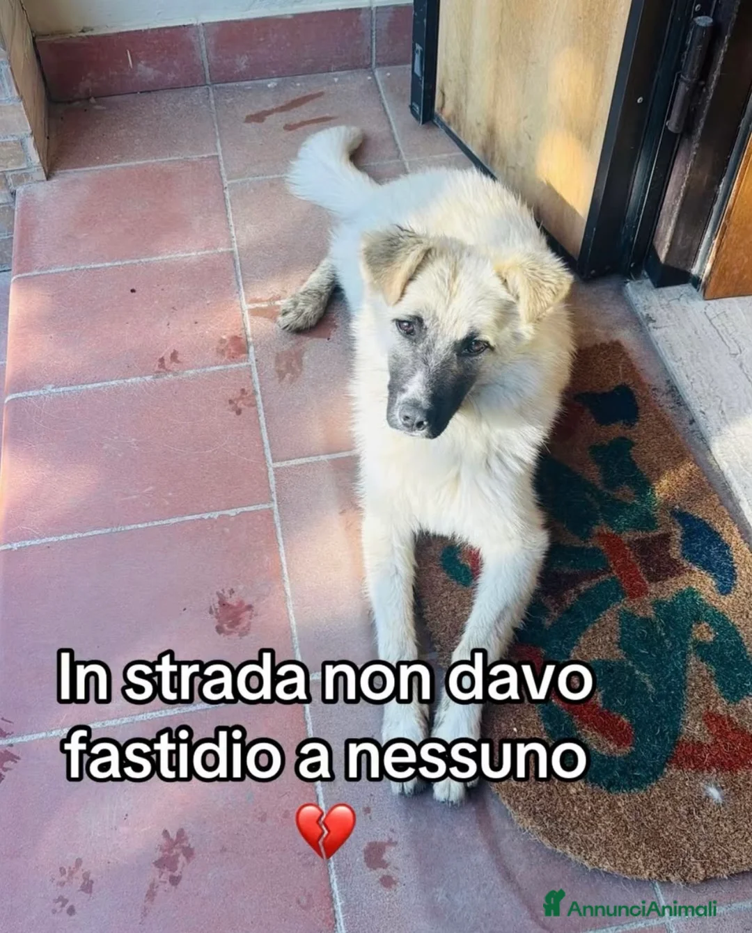 Meticcio cani in regalo: Sissi bellissima pastorina a pelo lungo a Città metropolitana di Milano - Annuncio 2