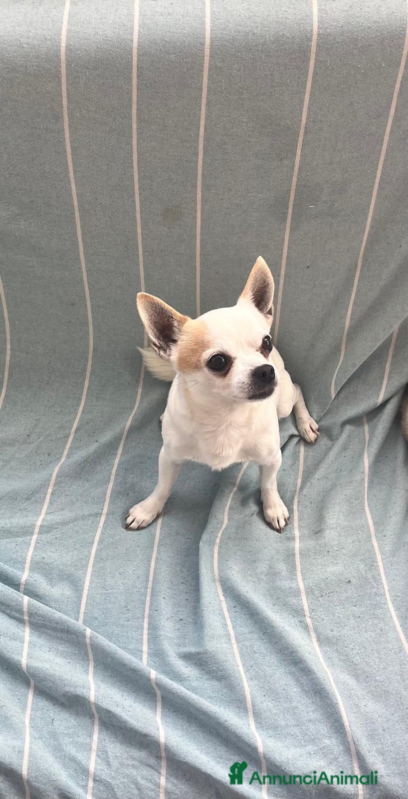 Chihuahua cani Hercole chihuahua di pelo corto  - Annuncio 20