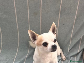 Chihuahua cani Hercole chihuahua di pelo corto - Annuncio 14