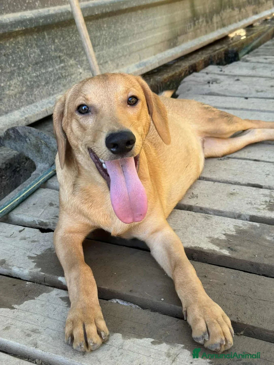 Meticcio cani in regalo: AARON e ARES, i cuccioloni più dolci e sfortunati! - Annuncio 2