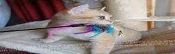Scottish gatti in vendita: Cuccioli Scottish Straight - Annuncio 9