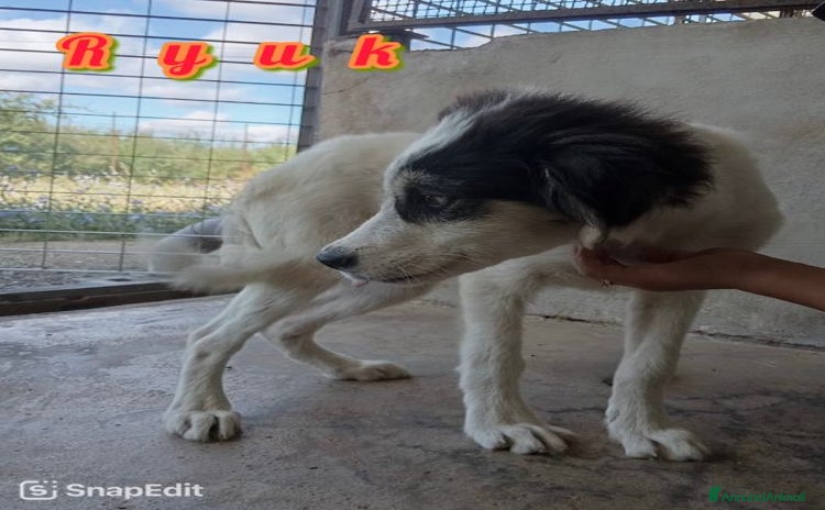 Meticcio cani a Città Metropolitana di Torino - Annuncio 13