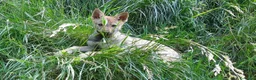 Lupo Cecoslovacco cani in vendita: Cucciolo maschio cane lupo cecoslovacco  - Annuncio 4