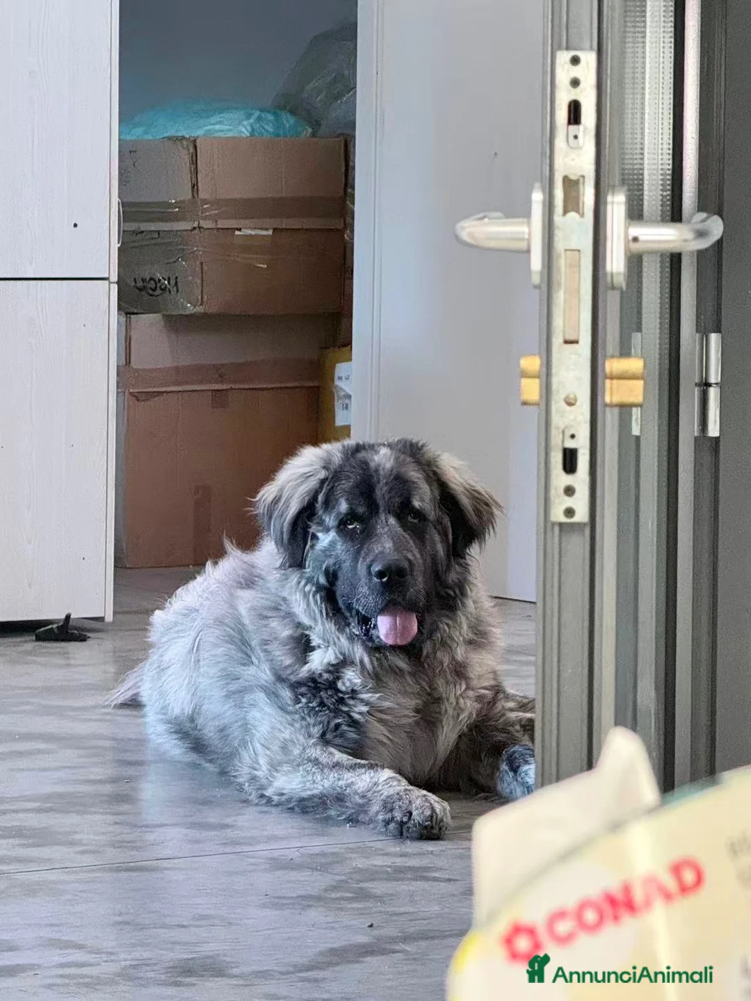 Pastore del Caucaso cani in regalo: In Regalo Pastore del Caucaso 18Mesi a Provincia di Prato - Annuncio 1