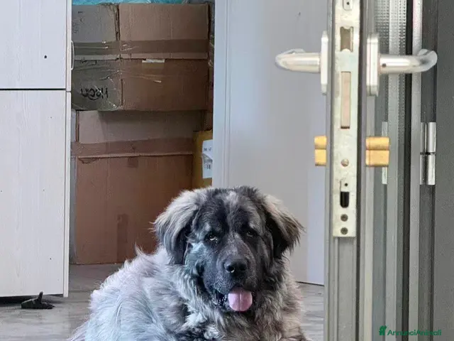 Pastore del Caucaso cani In Regalo Pastore del Caucaso 18Mesi - Annuncio 1