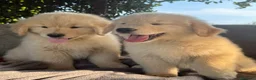 Golden Retriever cani in vendita: CUCCIOLA GOLDEN AMERICANO - Annuncio 13