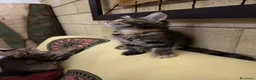 Maine Coon gatti in vendita: Bellissima cucciola Maine Coon  - Annuncio 3