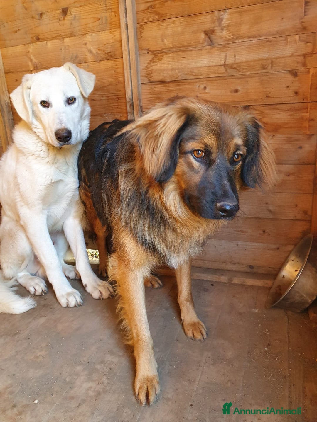 Meticcio cani in regalo: 4anni tg media recuperato,pronto x l adozione.ROMA a Città Metropolitana di Milano - Annuncio 3