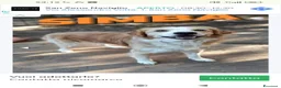 Meticcio cani in regalo: Simba aspetta te....per non vivere in canile - Annuncio 2