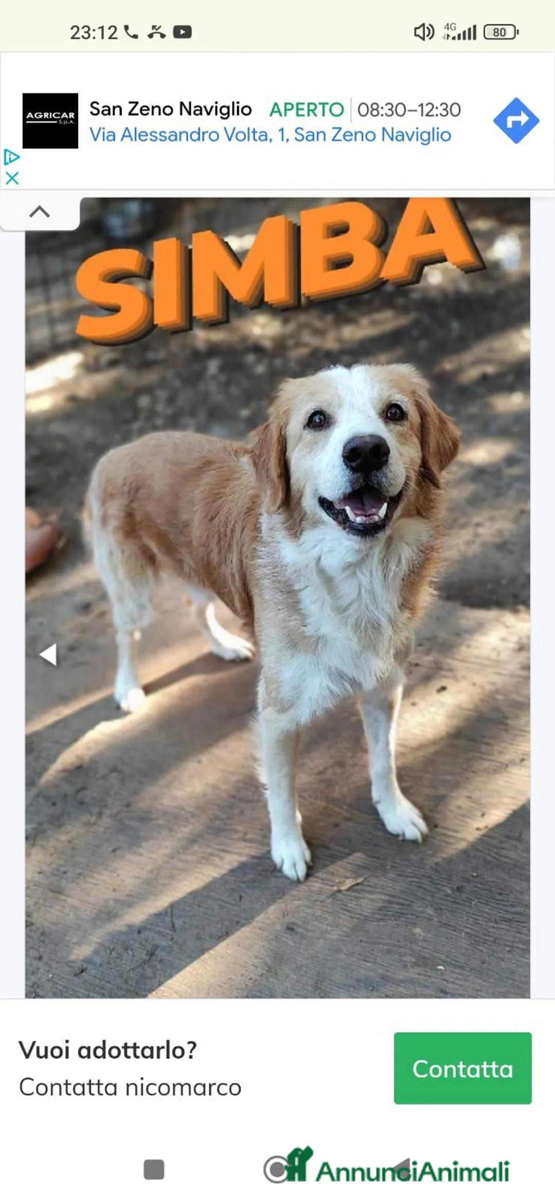 Meticcio cani in regalo: Simba aspetta te....per non vivere in canile - Annuncio 2