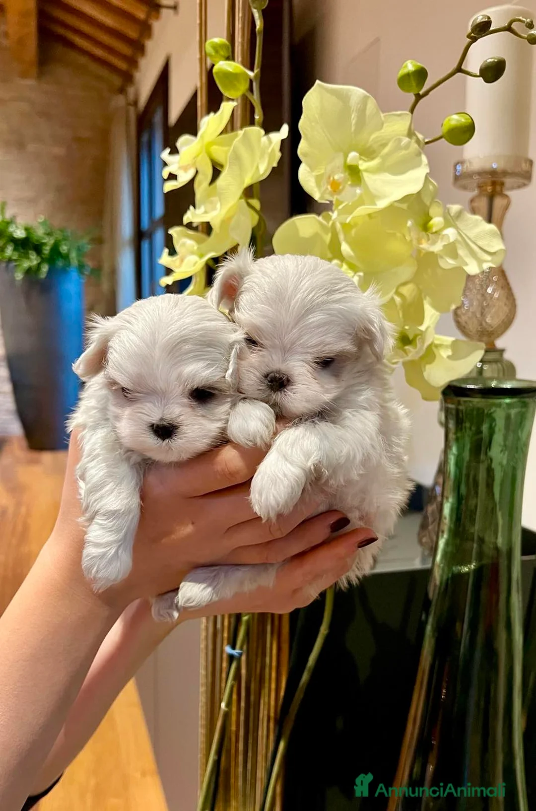 Maltese cani in vendita: MALTESI TOY BELLISSIMI CON PEDIGREE ENCI - Annuncio 4