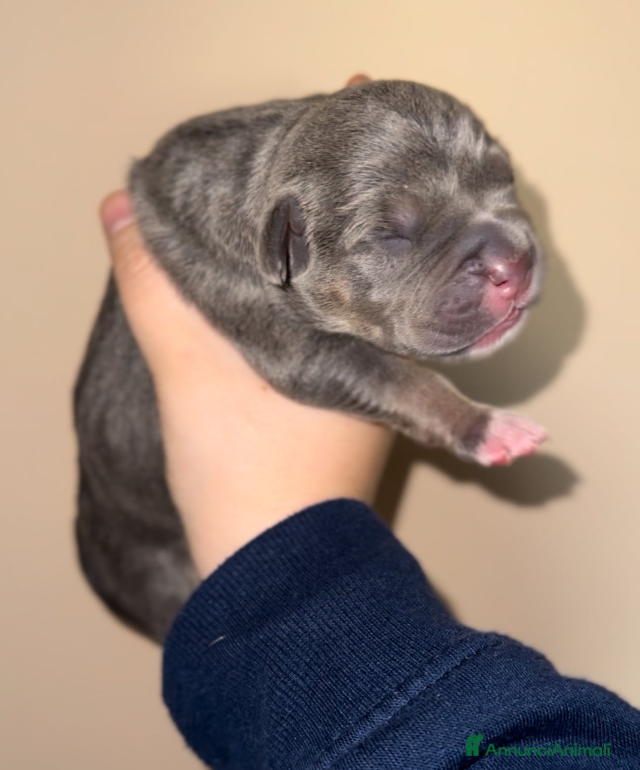 Pitbull cani Cuccioli di American Pitbull terrier  a Città Metropolitana di Torino - Annuncio 1