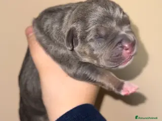 Pitbull cani Cuccioli di American Pitbull terrier a Città Metropolitana di Torino - Annuncio 1