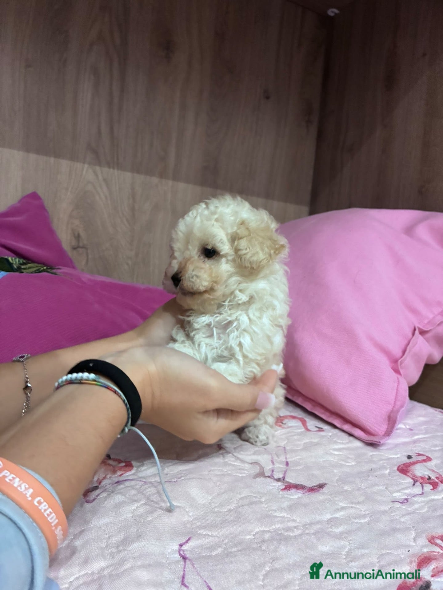Barbone cani Vendo barbone femmina nata il 3 settembre  - Annuncio 20