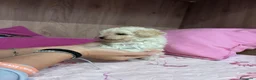 Barbone cani in vendita: Vendo barbone femmina nata il 3 settembre  a Città metropolitana di Roma Capitale - Annuncio 1