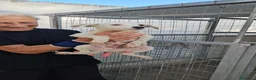 Meticcio cani in regalo: Bignè: 3 mesi taglia contenuta  - Annuncio 5