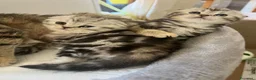 Scottish gatti in vendita: Scottish-fold  - Annuncio 4
