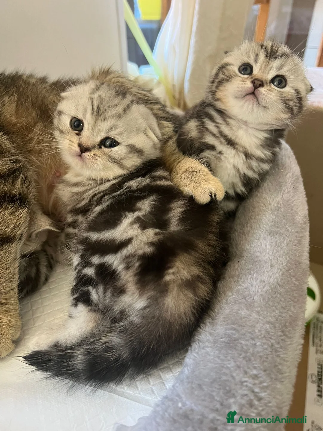 Scottish gatti in vendita: Scottish-fold  - Annuncio 4