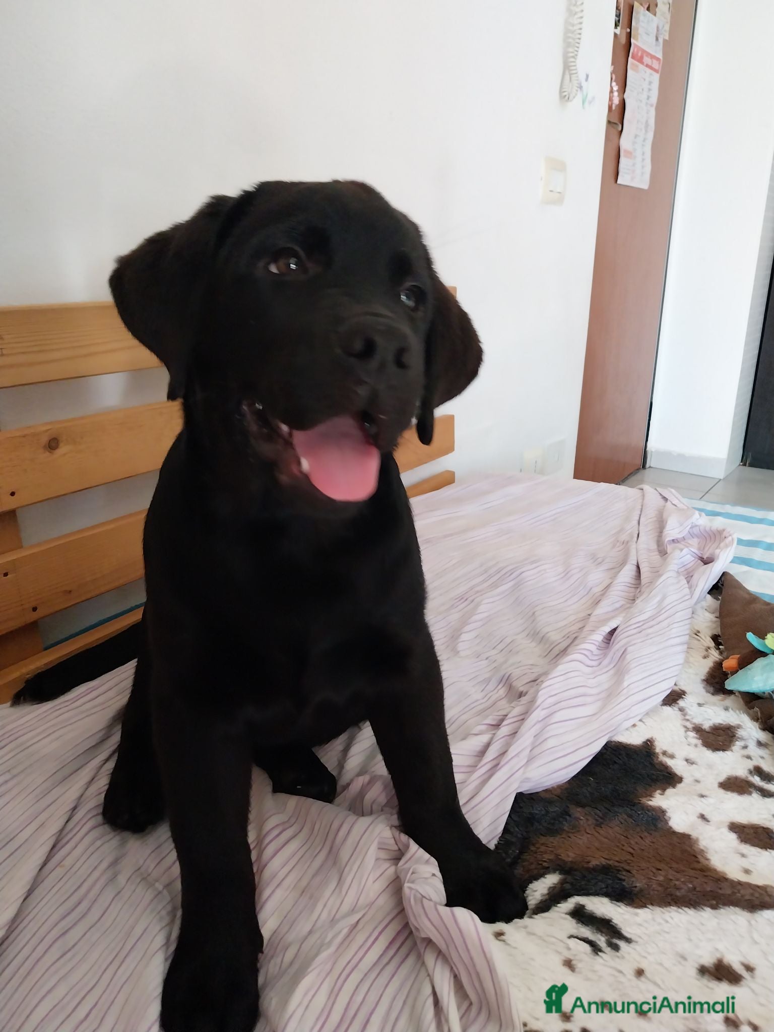 Labrador cani Best for Last - Annuncio 1