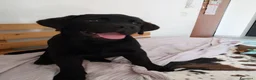 Labrador cani in vendita: Best for Last - Annuncio 1