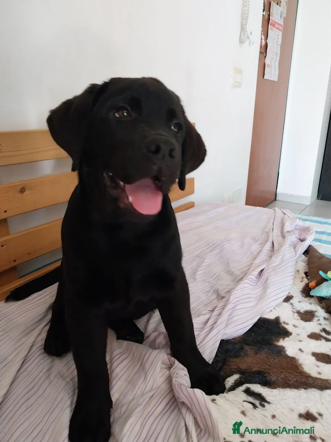 Labrador cani in vendita: Best for Last - Annuncio 1