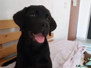 Labrador cani Best for Last - Annuncio 3
