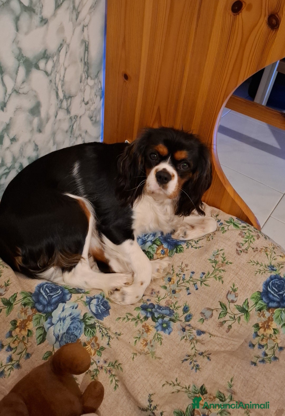 Cavalier King cani in vendita: Cavalier king charles spaniel di 1 anno a Provincia di Vicenza - Immagine 4