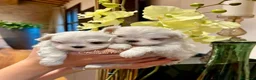 Maltese cani in vendita: BELLISSIMI CUCCIOLI DI MALTESE - Annuncio 4