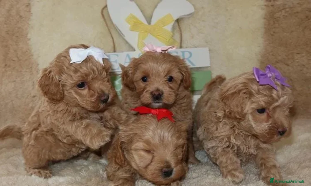 Maltipoo cani in vendita: Splendidi cuccioli di Maltipoo - Annuncio 1