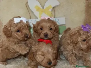 Maltipoo cani Splendidi cuccioli di Maltipoo - Annuncio 1