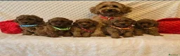 Maltipoo cani in vendita: Adorabili Cuccioli di Maltipoo F1b a Città metropolitana di Milano - Annuncio 9
