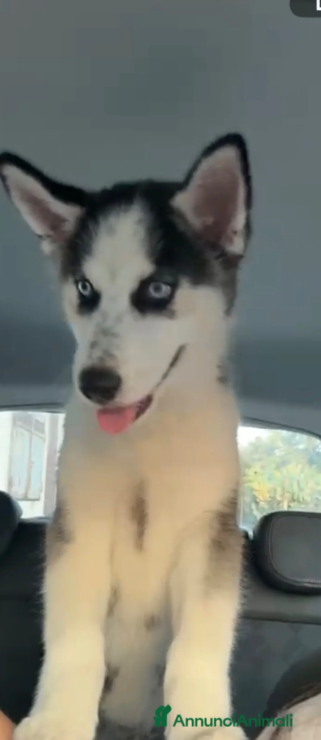 Husky cani in vendita: Diego un bellissimo cucciolo ci troviamo ad Acerra a Città Metropolitana di Napoli - Annuncio 2