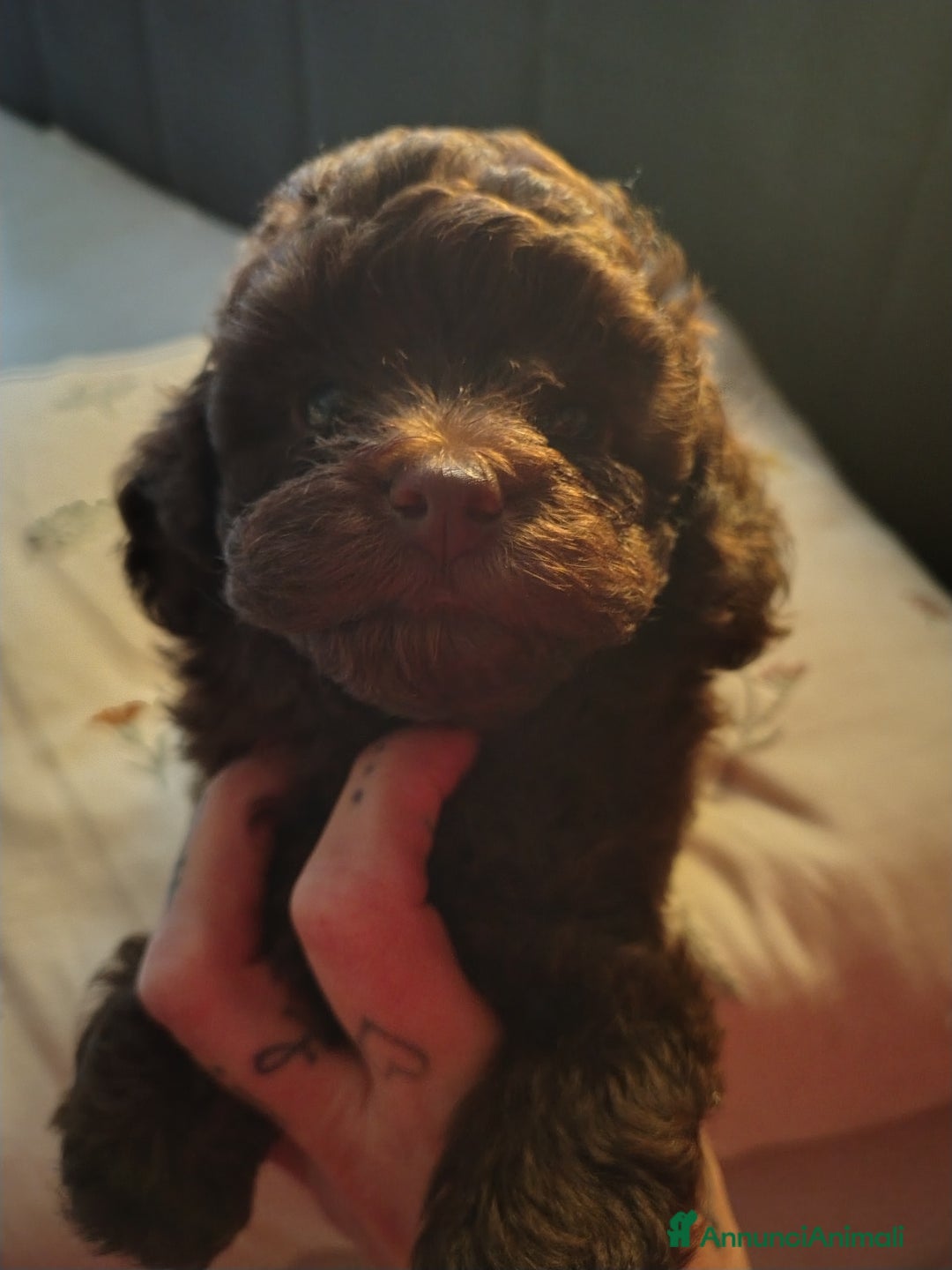 Barboncino Toy cani in vendita: Barboncino  - Annuncio 4