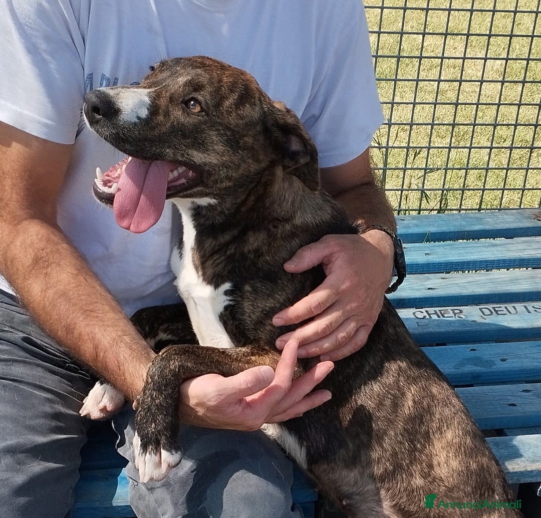 Meticcio cani in regalo: Tria, fantastica cucciola molossina a Provincia di Latina - Immagine 2