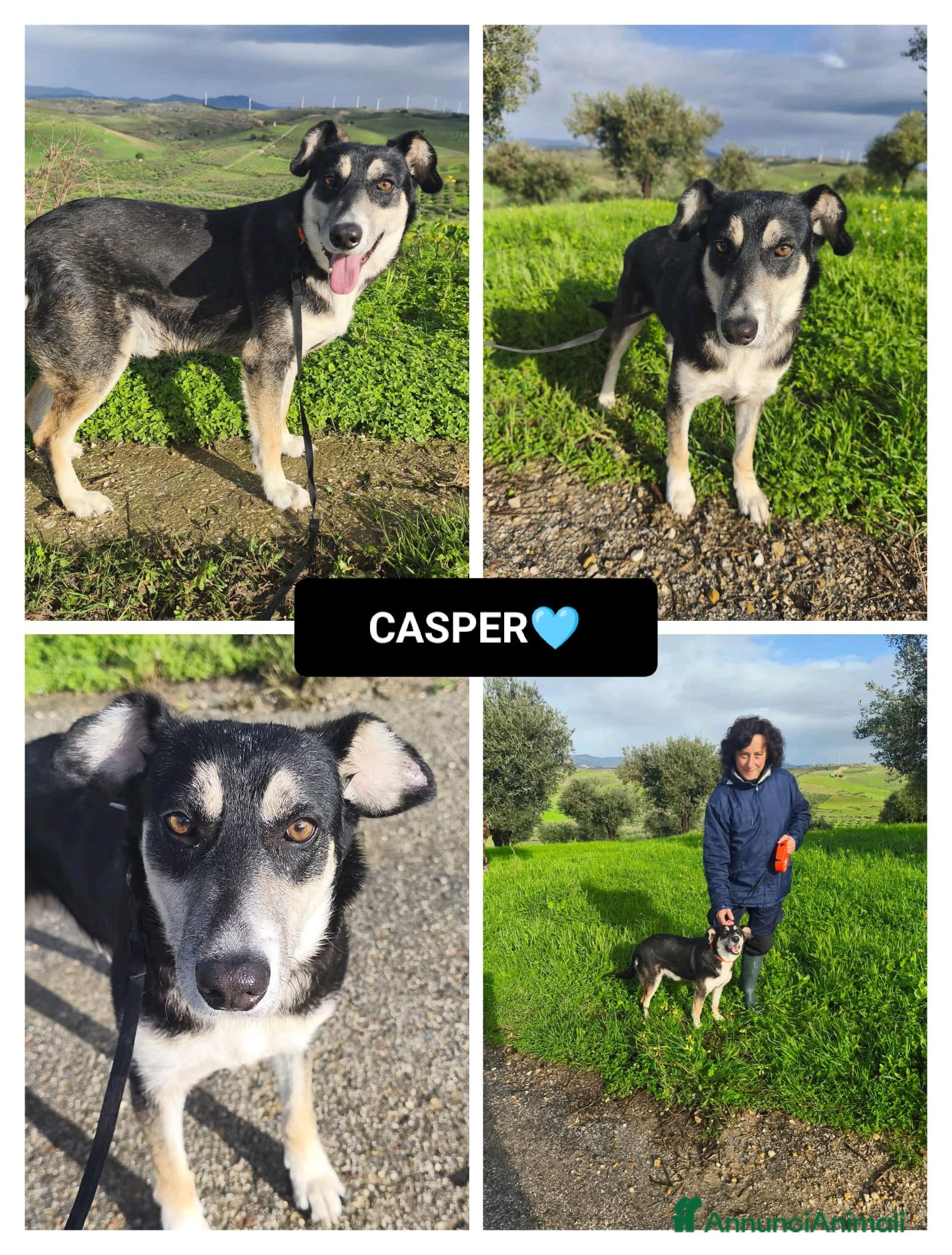 Altre razze cani CASPER - Annuncio 6