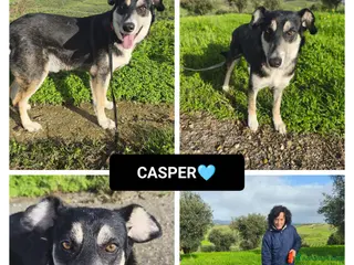 Altre razze cani CASPER - Annuncio 6