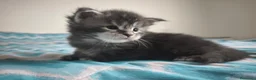 Maine Coon gatti in vendita: Cuccioli di Maine Coon(Allevamento Meriggio d'Oro) a Provincia di Cremona - Annuncio 11