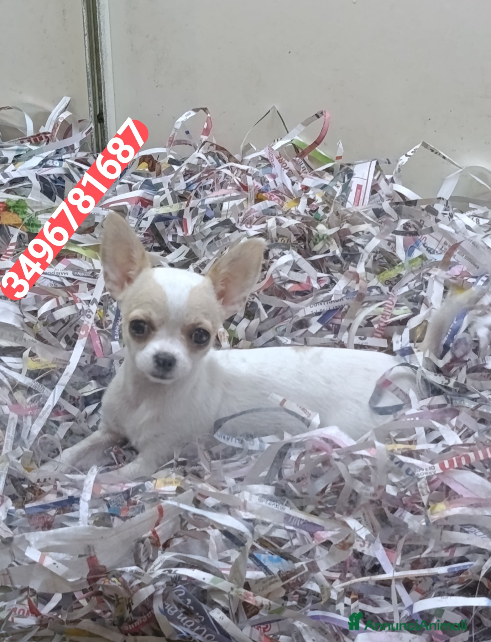 Chihuahua cani CHIHUAHUA cucciolina stupenda e vaccinata  - Annuncio 2