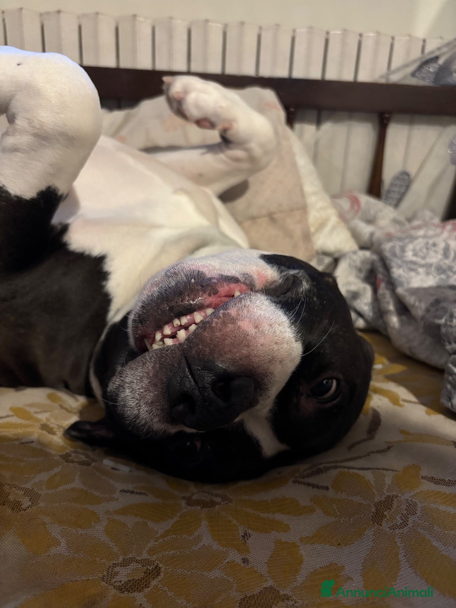 American Staffordshire cani amstaff maschio di 9 anni regalo - Annuncio 5