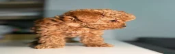Maltipoo cani in vendita: Cuccioli di Maltipoo F1B a Città metropolitana di Milano - Annuncio 9