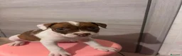 Pitbull cani in vendita: Cuccioli american pitbull terrier  - Annuncio 6